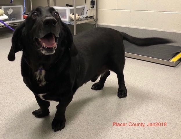 Black lab and store basset hound mix