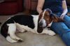 Pongo