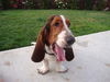 Pongo