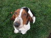 Pongo