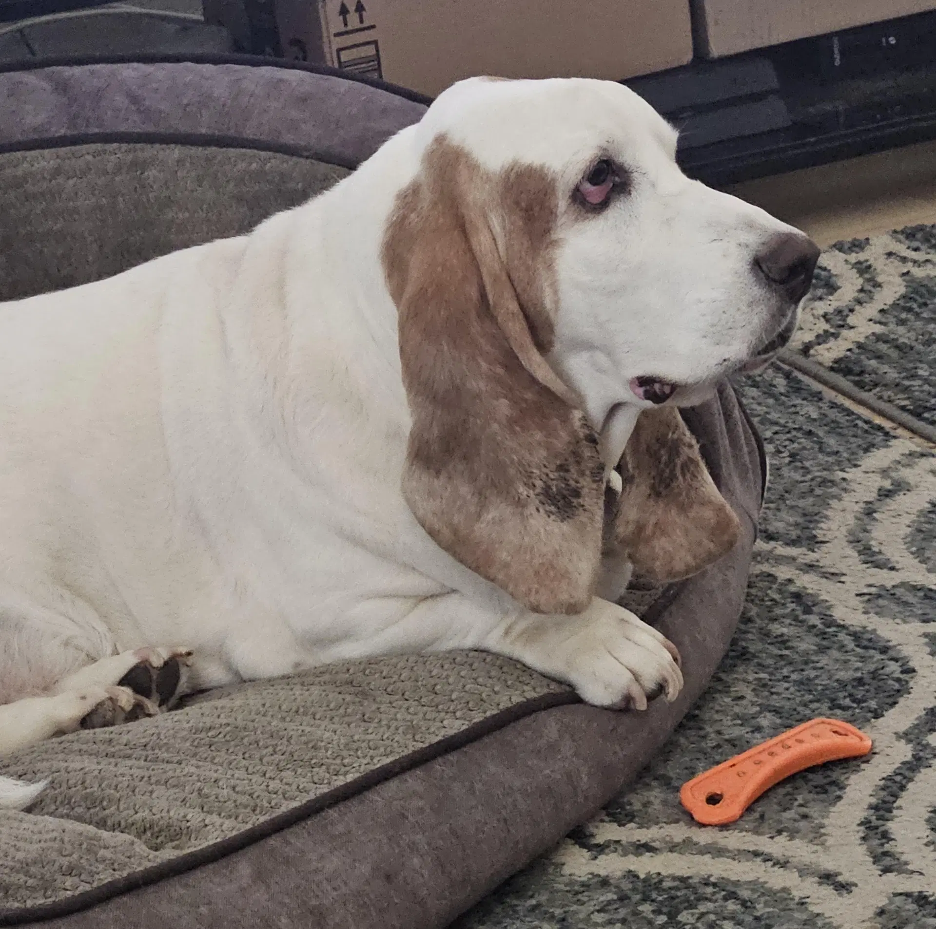 Buzz - Basset Hound
