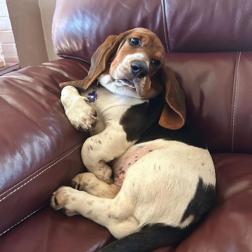 Hazel