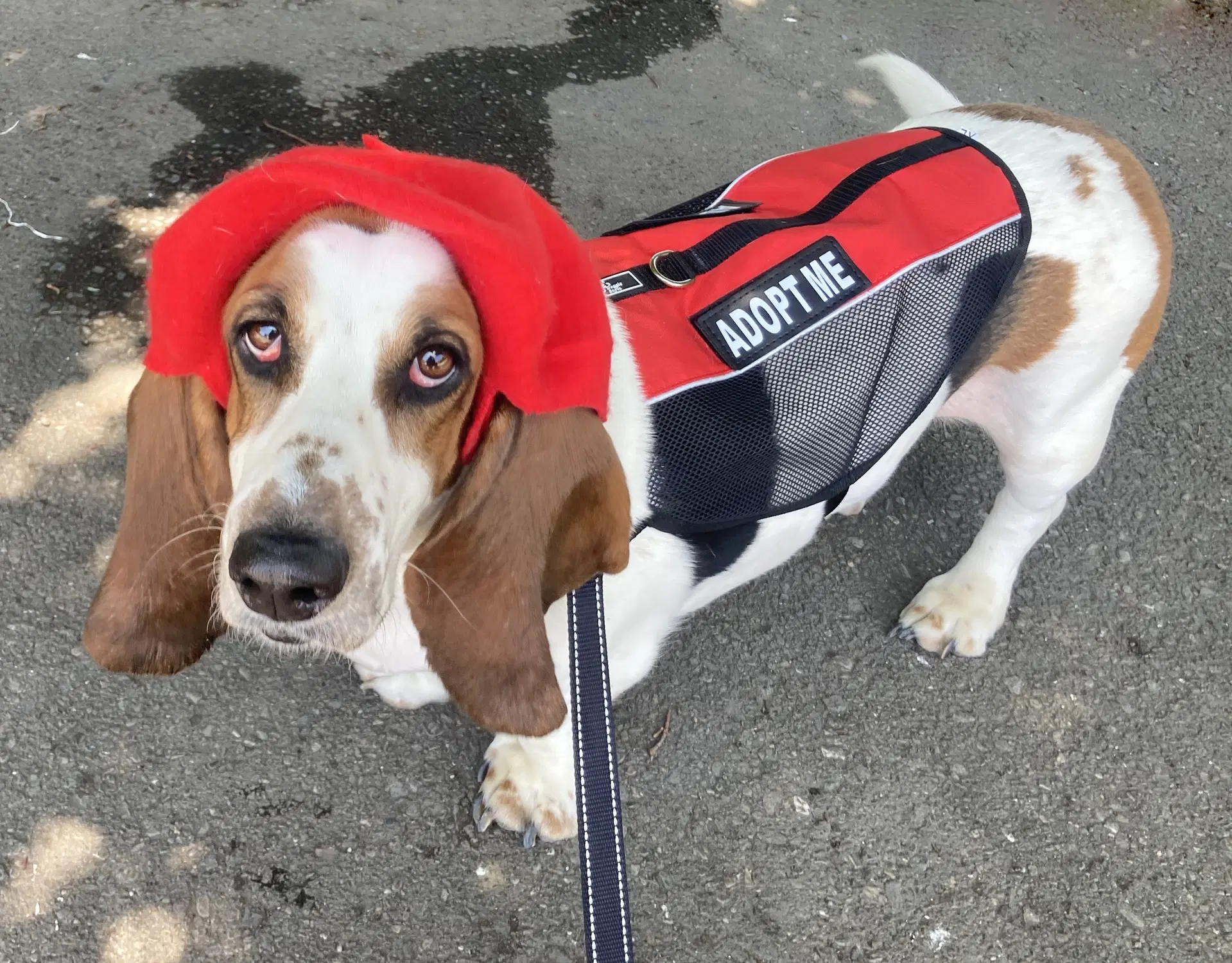 Gus West Sacramento - Basset Hound
