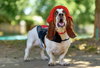 Gus (West Sacramento)