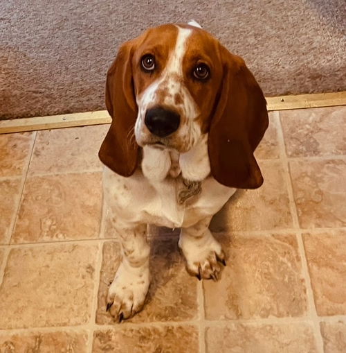 Maybelle (Kenwood)