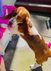 Maybelle (Kenwood)