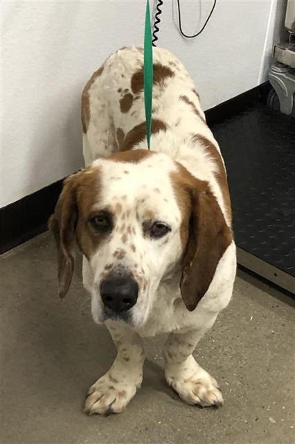 Bentley (Fresno)