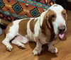 Benny (Sir Benjamin)