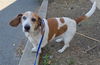 Lexi (Contra Costa)
