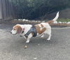 Lexi (Contra Costa)