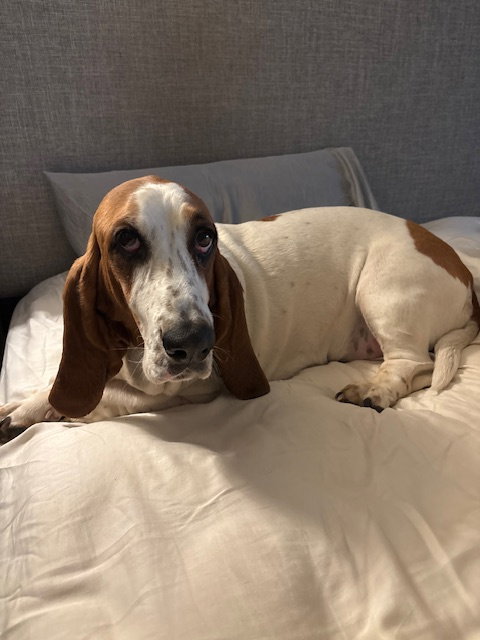 Dottie (Paradise)