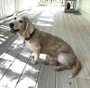Arlo