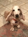 Arlo