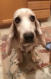 Arlo