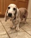 Arlo