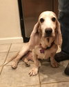 Arlo