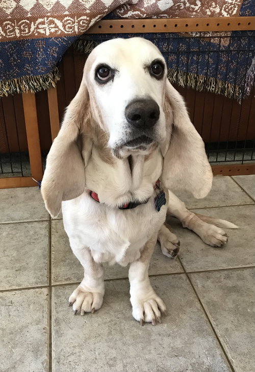 Arlo