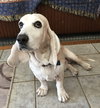 Arlo
