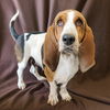 adoptable Dog in  named Magnolia