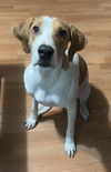 adoptable Dog in  named Bailey