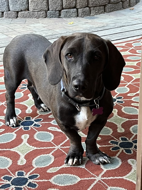 Bella (Hanford)