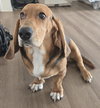Otis (San Jose)