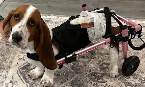 Sharon - Basset Hound