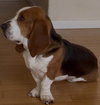 Bruno (Los Banos)