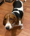 Barkley