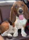 Hank (Redding)