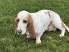 Luna (Oakdale)