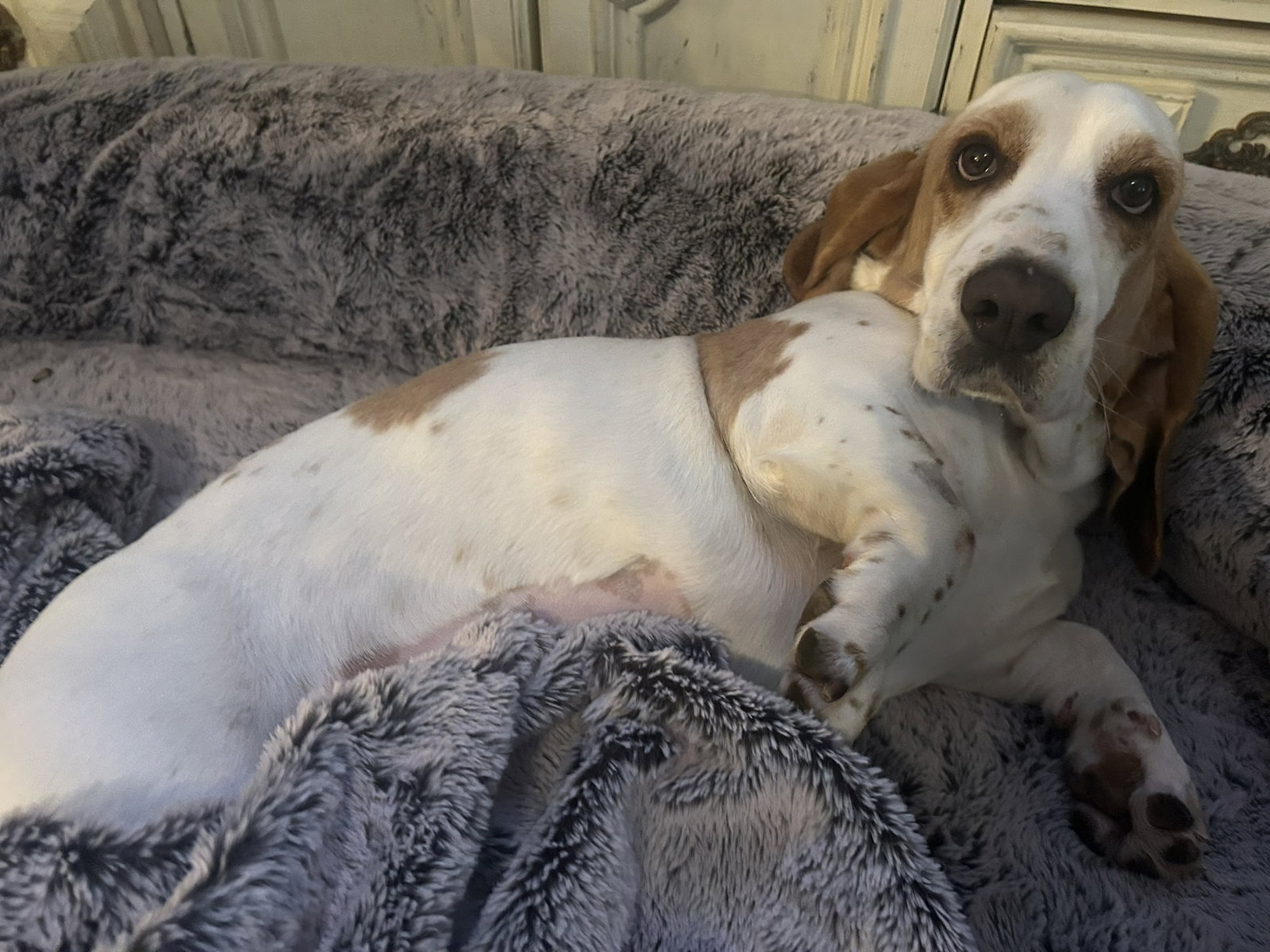 Luna (Oakdale)