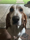 Luna (Oakdale)
