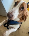 Daisy (Sacramento)