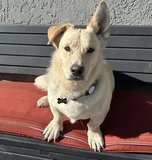 Twinkie - Welsh Corgi