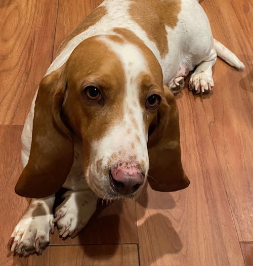 Cleo, an adoptable Basset Hound in Petaluma, CA