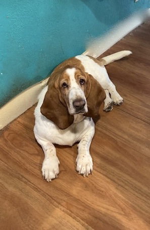 Mosho, an adoptable Basset Hound in Petaluma, CA