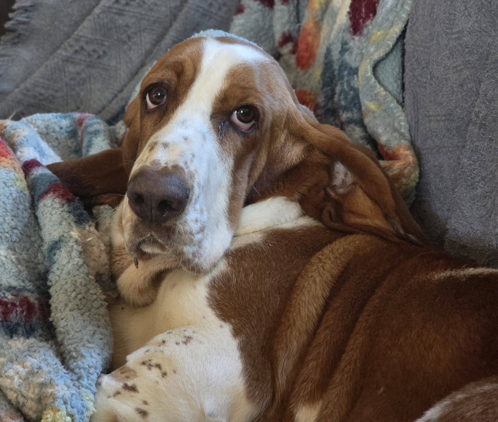 Maisie (Livermore)