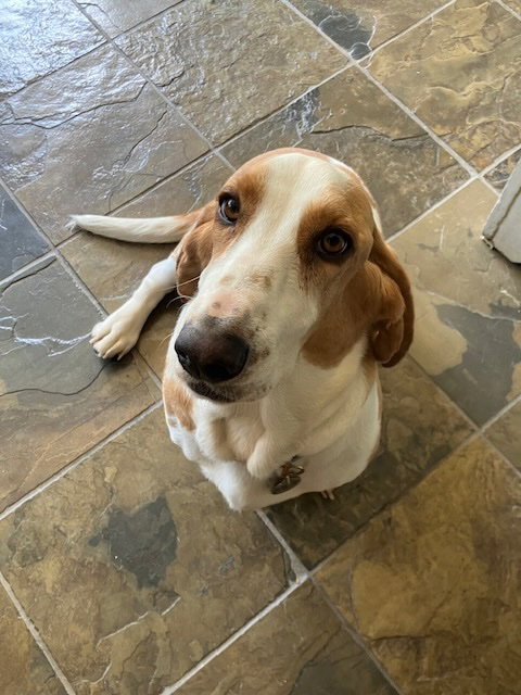 Mabel (Roseville)