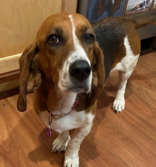 Maybel (Hughson)
