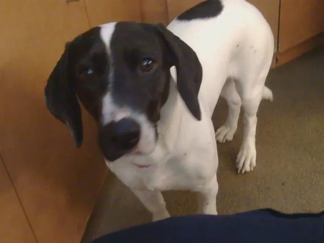 Pickle Sacramento - Basset Hound