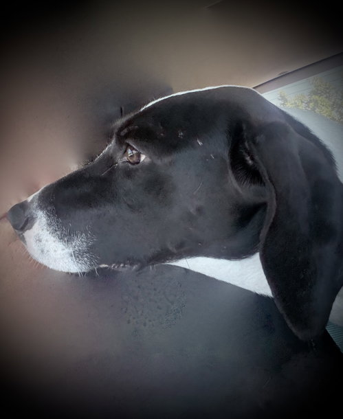 Pickle (Sacramento) photo 5