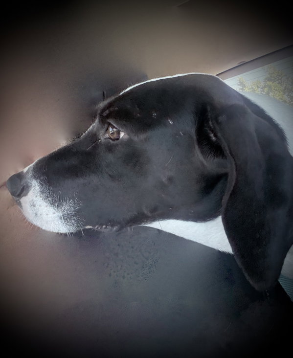 Pickle (Sacramento)