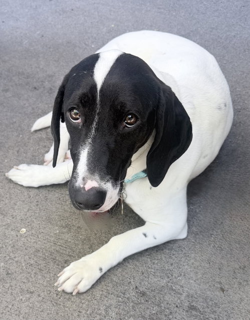 Pickle (Sacramento) photo 3