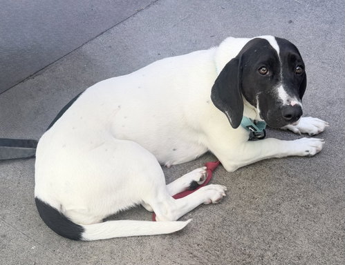 Pickle (Sacramento)