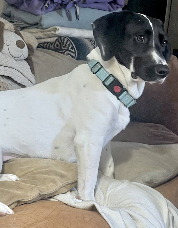 Pickle (Sacramento)