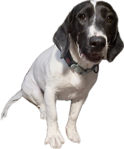 Pickle (Sacramento)