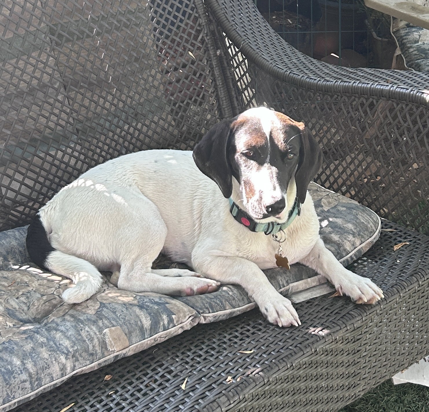 Pickle (Sacramento), photo 11
