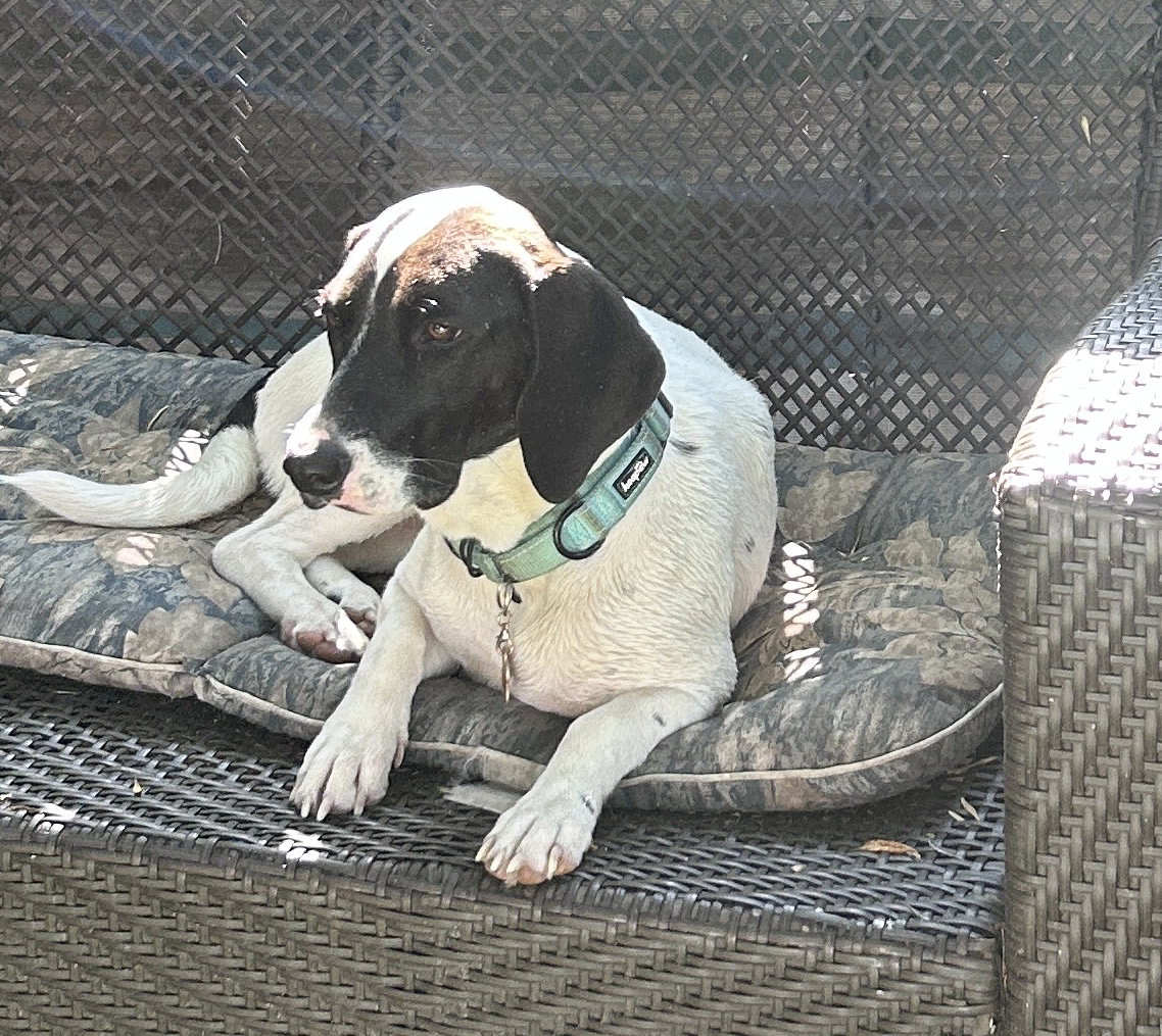 Pickle (Sacramento), photo 12