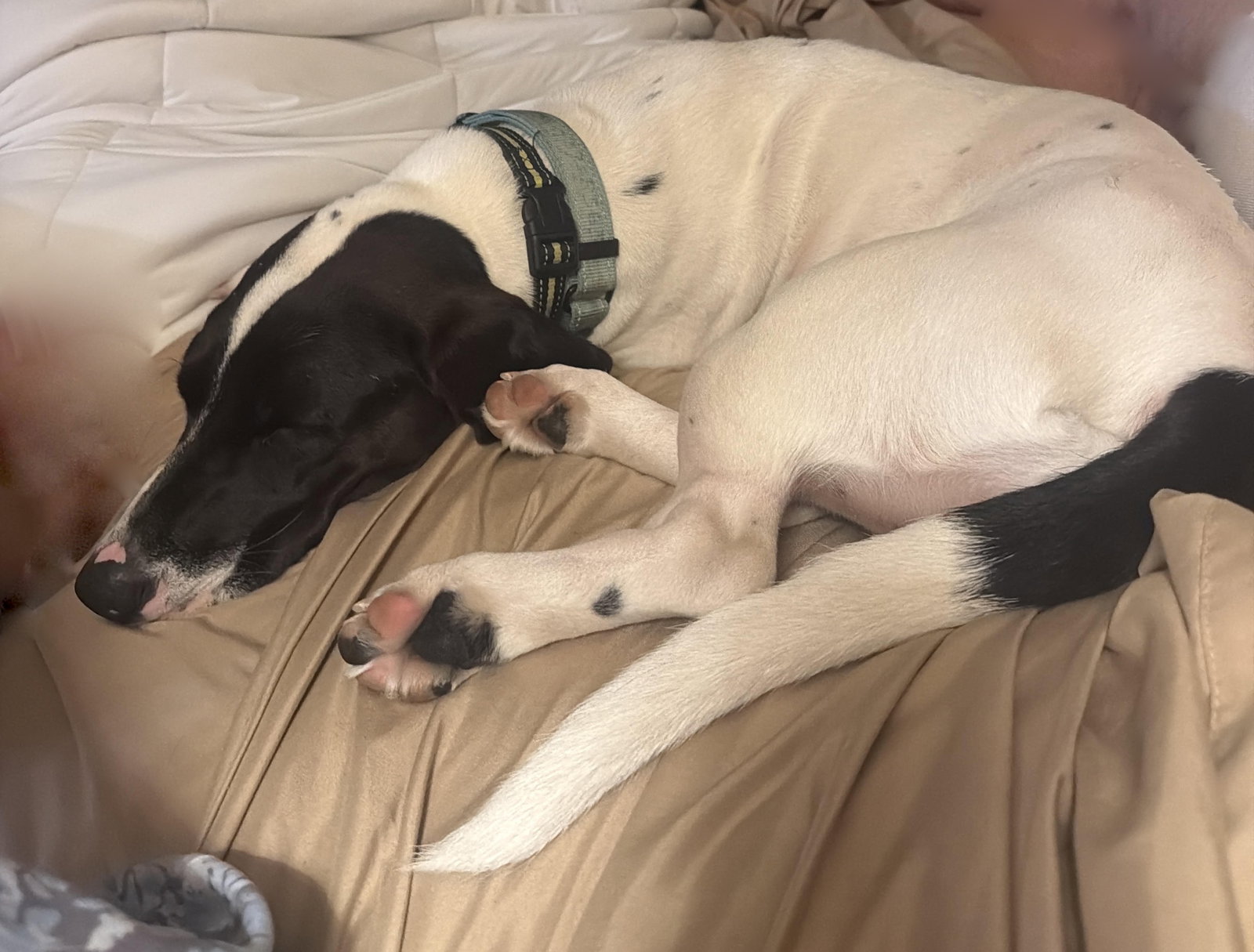 Pickle (sacramento)